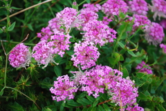 Pimelea rosea