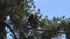 Haliaeetus leucocephalus