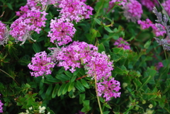 Pimelea rosea