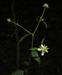 Geum canadense camporum