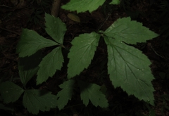 Geum canadense camporum