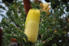 Banksia praemorsa
