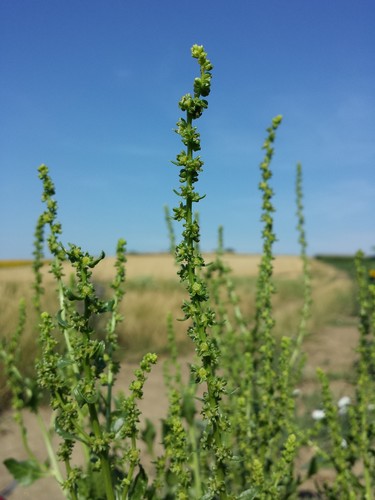 Beta vulgaris