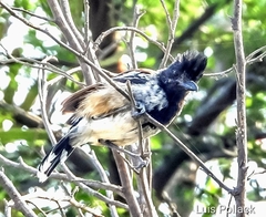 Thamnophilus bernardi