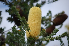 Banksia praemorsa