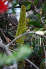 Banksia praemorsa