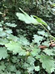 Ribes pinetorum