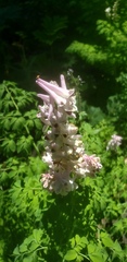 Corydalis caseana