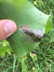 Paraleucoptera albella