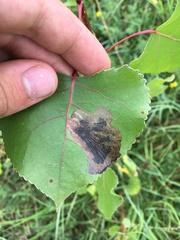 Paraleucoptera albella