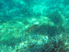Seriola