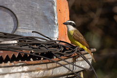 Pitangus sulphuratus