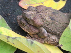 Rhinella humboldti