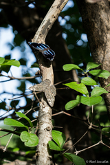 Hamadryas glauconome