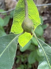 Zapatella quercusphellos