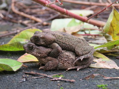 Rhinella humboldti