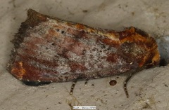 Achatodes zeae