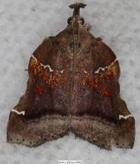 Clydonopteron sacculana