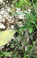 Pholidoscelis chrysolaemus