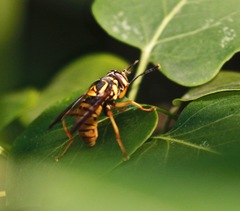 Spilomyia alcimus