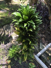 Dracaena fragrans compacta