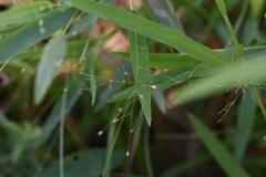 Dichanthelium boreale