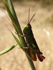 Chorthippus binotatus