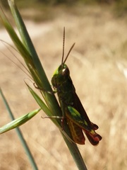 Chorthippus binotatus