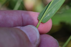 Dichanthelium boreale