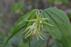 Prosartes lanuginosa
