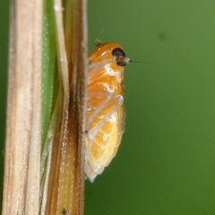 Flavoclypeus andromedus