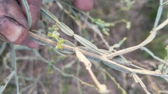 Baccharis articulata