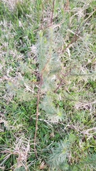 Baccharis coridifolia