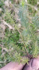 Baccharis coridifolia