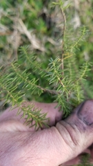 Baccharis coridifolia
