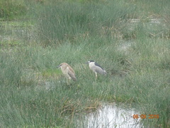 Nycticorax nycticorax