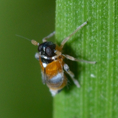 Flavoclypeus andromedus