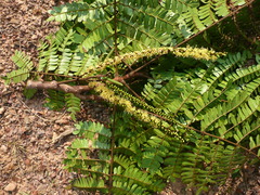 Pentaclethra macrophylla