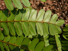Pentaclethra macrophylla
