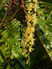 Pentaclethra macrophylla