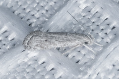 Helcystogramma chambersella