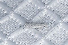 Helcystogramma chambersella