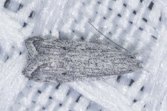 Helcystogramma chambersella