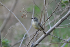 Phyllomyias fasciatus
