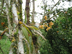 Trizeuxis falcata