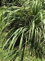 Puccinia nakanishikii