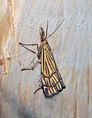 Chrysocramboides craterella