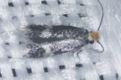 Stigmella populetorum