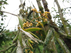 Trizeuxis falcata