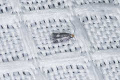 Stigmella populetorum